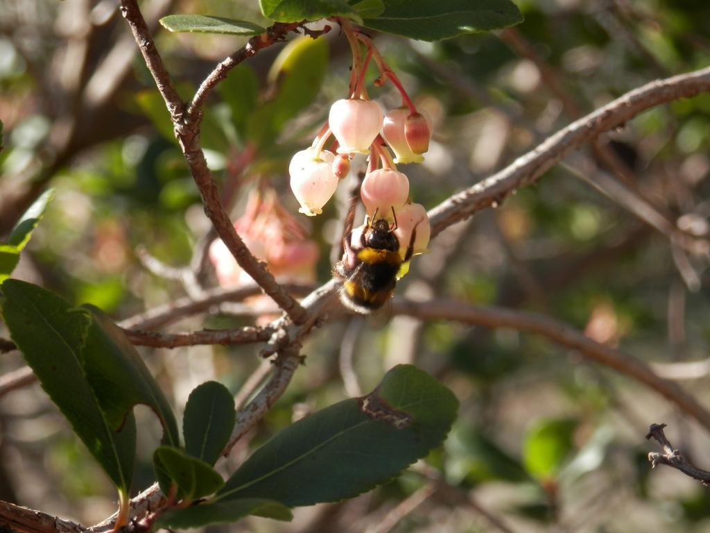 Monte Da Ameira Roncão Екстериор снимка